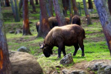 Motithang Takin Preserve in bhutan