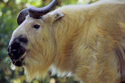 famous takin in bhutan