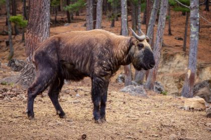 takin national animal in bhutan