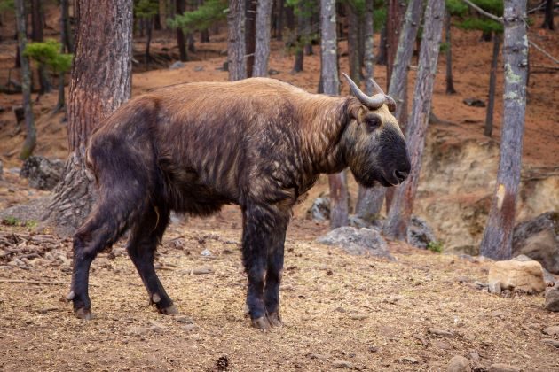 takin national animal in bhutan