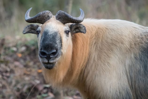 takin the national animal in bhutan tours from india